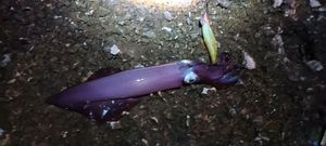 European Squid