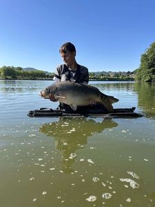Mirror Carp