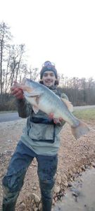 Largemouth Bass