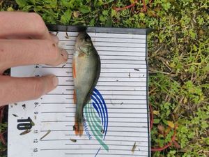European Perch