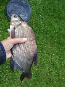 Common Bream