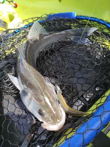 European Bass (Seabass)