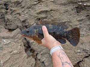 Ballan Wrasse