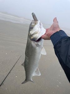 European Bass (Seabass)