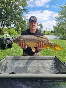 Mirror Carp