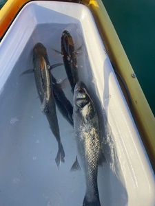 European Bass (Seabass)