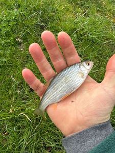 Roach