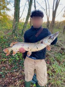 Northern Pike
