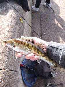 Zander
