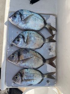 White Seabream