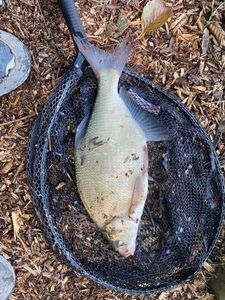 Common Bream