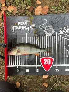 European Perch