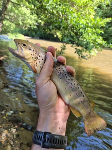 Brown Trout
