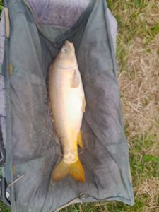 Mirror Carp