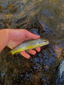 Brown Trout