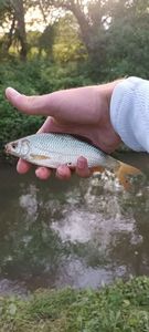Roach