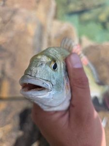 Gilthead Seabream