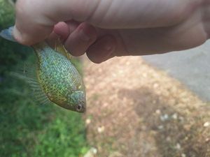Green Sunfish