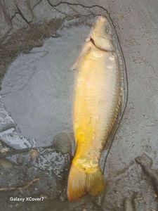 Mirror Carp