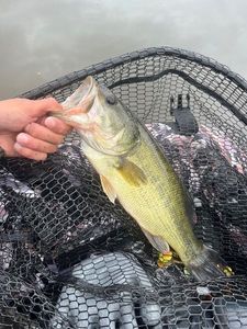 Largemouth Bass