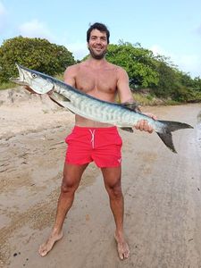 Great Barracuda