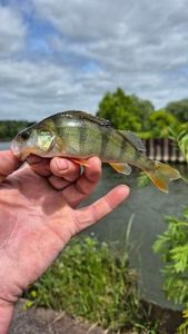 European Perch