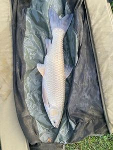 Grass Carp