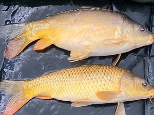 Common Carp