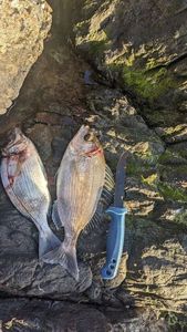 Black Seabream