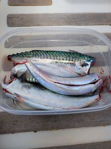 Mackerel