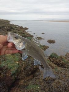 European Bass (Seabass)