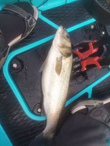 European Bass (Seabass)