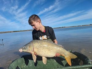 Common Carp