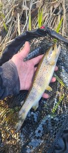 Brown Trout