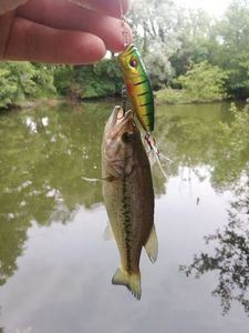 Largemouth Bass
