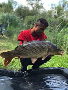 Common Carp