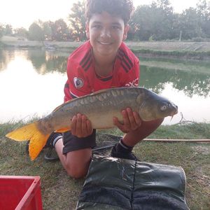 Mirror Carp