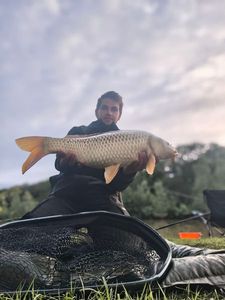 Common Carp