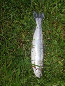 Rainbow Trout