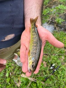 Brown Trout