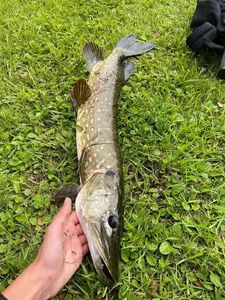 Northern Pike