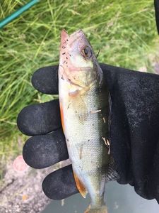 European Perch