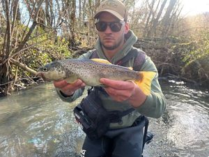 Brown Trout