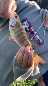 European Perch