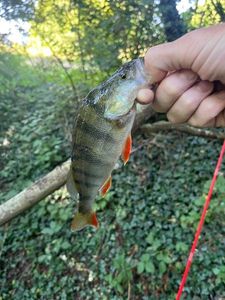European Perch