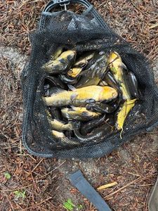 Black Bullhead