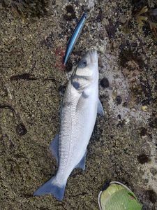European Bass (Seabass)