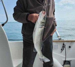 European Bass (Seabass)