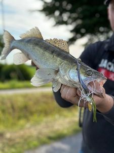 Zander