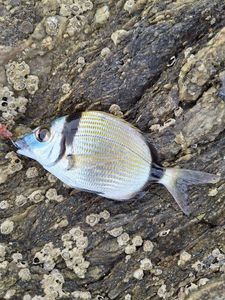 Common Two-banded Seabream